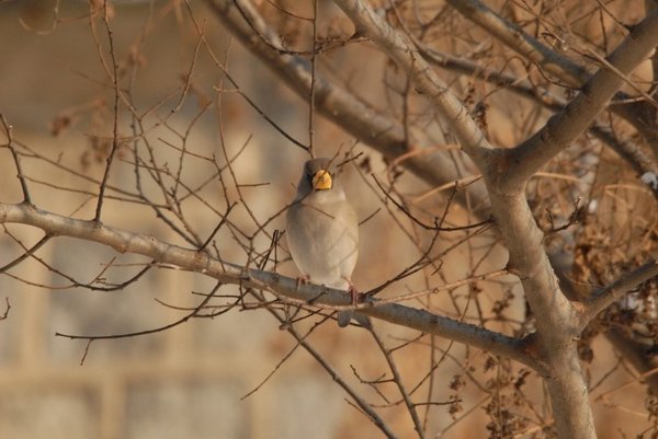밀화부리